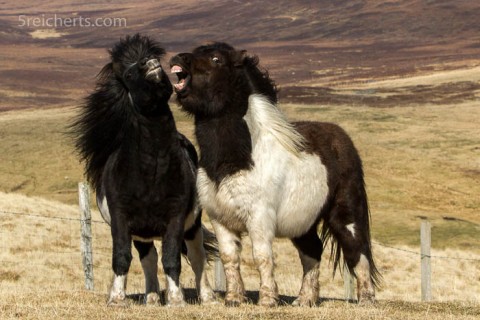 spielende Shetland Ponies