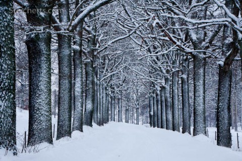 winterliche Allee, Schweden