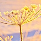 winterliche Pflanze im Licht, Schweden