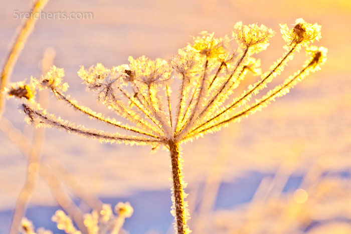 winterliche Pflanze im Licht, Schweden