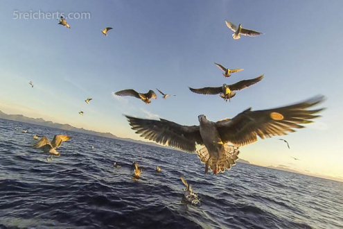 Möwen begleiten uns beim Fischfang - Schnappschuss mit der GoPro
