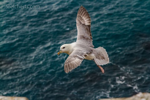 Eissturmvogel