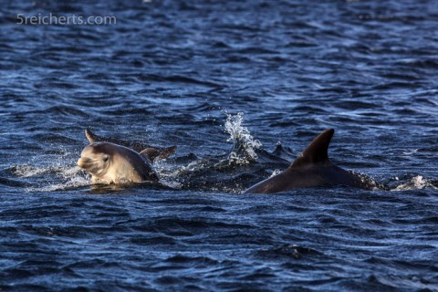 Ein drei Wochen altes Delfinbaby an Strand von Channonry