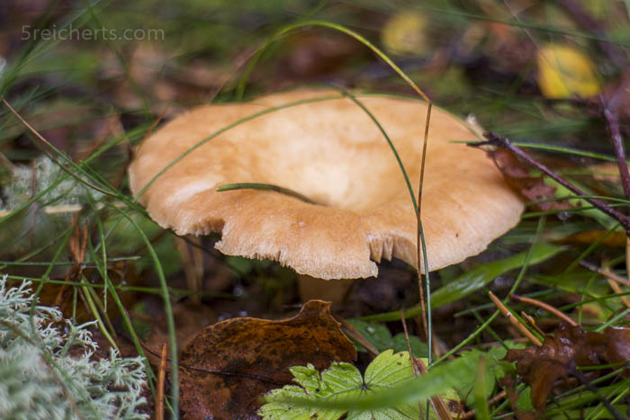einer der vielen Pilze im Trollskogen