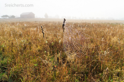 Spinnennetze auf Herbstwiese