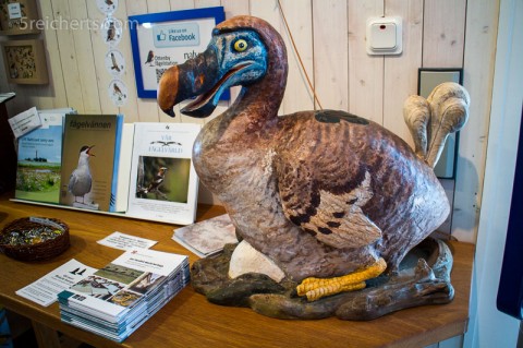 Die Dronte im Visitor-Center
