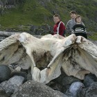Au den Lofoten fanden wir einen Walschädel.