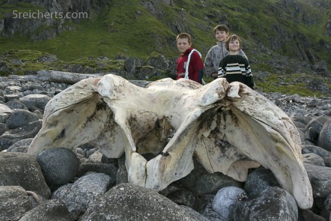 Au den Lofoten fanden wir einen Walschädel.