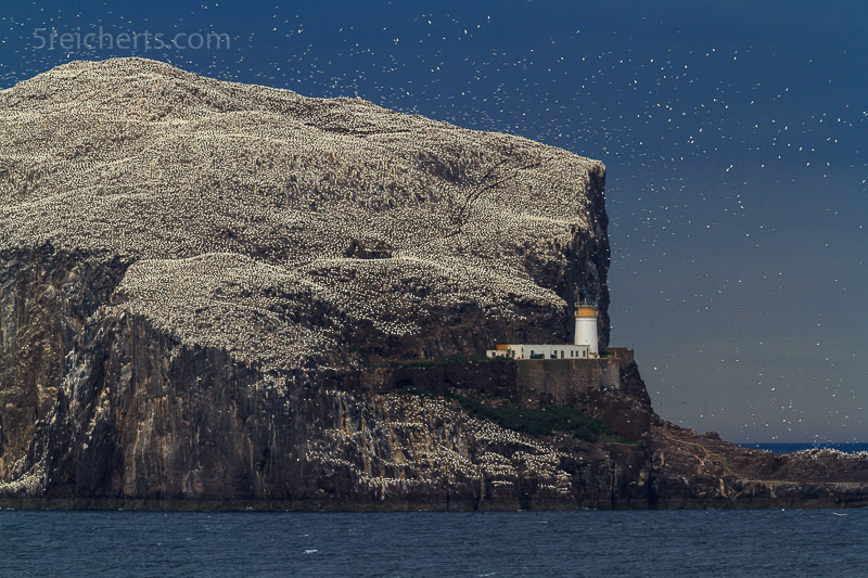 Bass Rock Lighthouse, Schottland