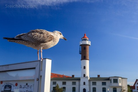 Möwe vor dem Leuchtturm