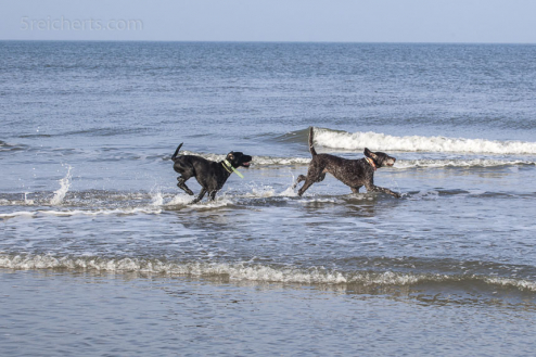Hundespaß im Wasser