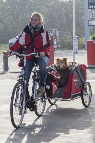 Langsam anfangen und den Hund erstmal an den Anhänger gewöhnen!!