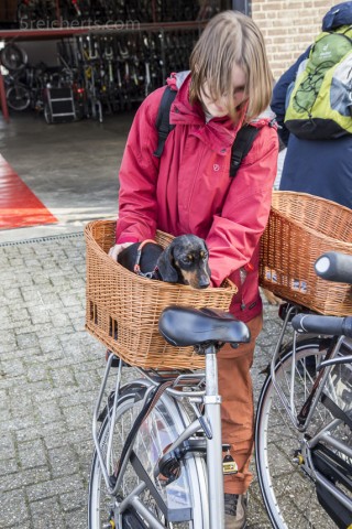 Grindel im Radkörbchen