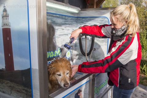Die Hunde lassen das Baden über sich ergehen
