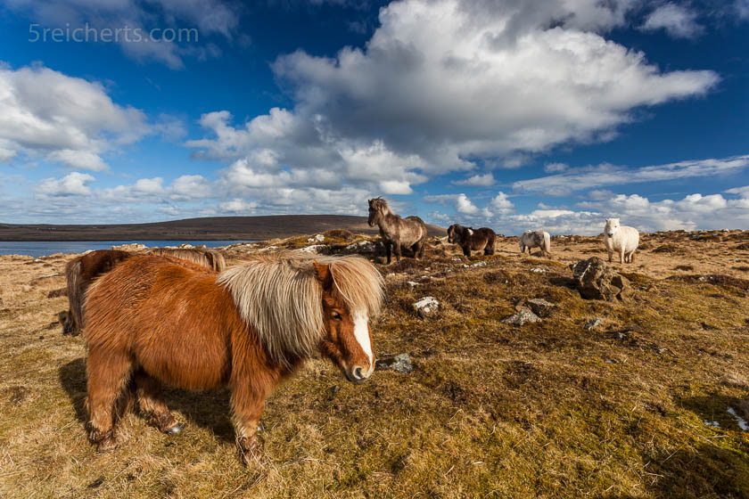 Shetland Ponies, Insel Unst, Shetland