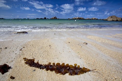Zuckertang, Brignogan