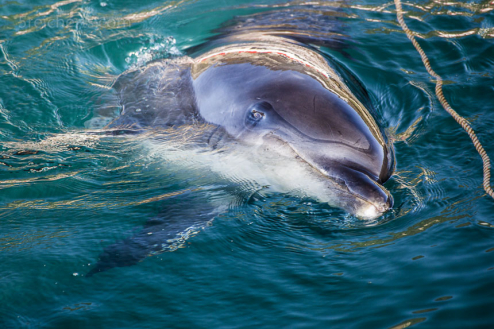 Delfin im Hafen von Ouessant