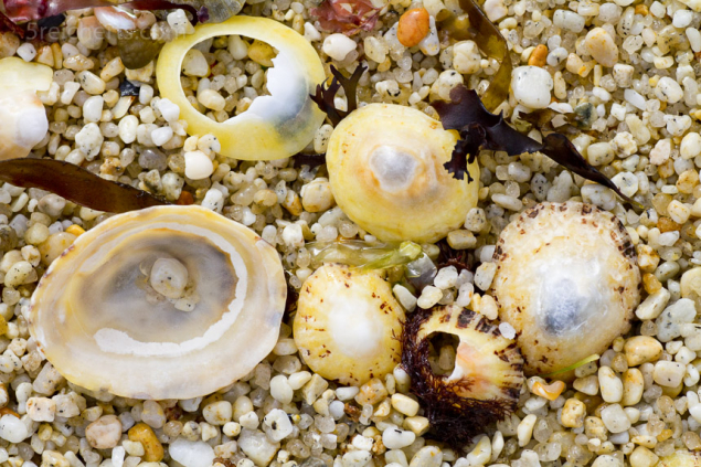 Napfschnecken - der typische grobe Sand des Strandes