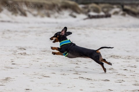 Grindel spielt am Weststrand von Sylt