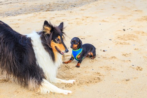 Auch mit großen Hunden spielt Grindel gern