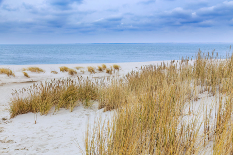 Strandgras, Weststrand Sylt