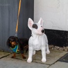 Eine lebensechte Bullterrier Figur und Grindel