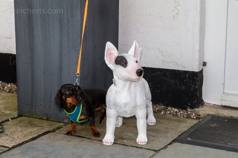 Eine lebensechte Bullterrier Figur und Grindel