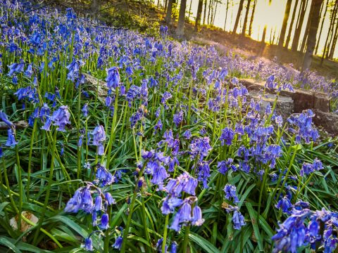 Hallerbos, Belgien