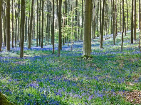 Blaue Blüten in Hallerbos, Belgien