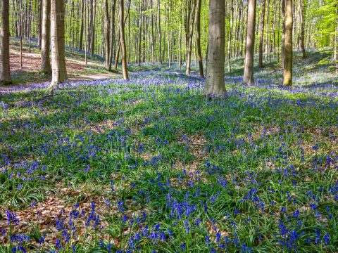 Blaue Blüten in Hallerbos, Belgien