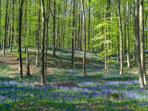 Blaue Blüten in Hallerbos, Belgien