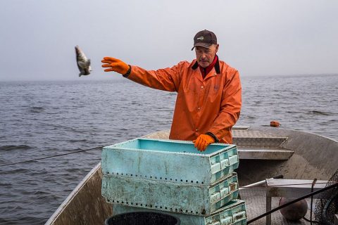 Der Fisch geht wieder zurück in den See