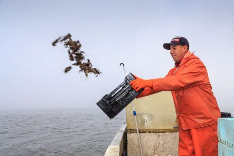 Die kleinen Krebse fliegen zurück in den See