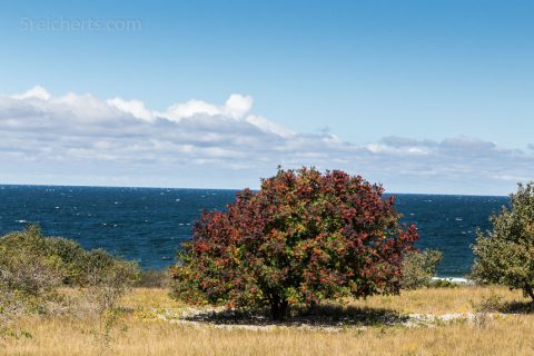 Ein Baum am Meer