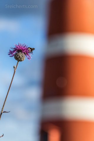 Blümchen und Leuchtturm När