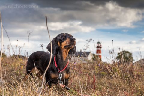 Dackeln Grindel und Leuchtturm