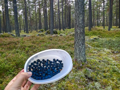 Leckere Blaubeeren