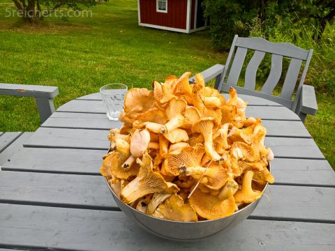 Pfifferlinge