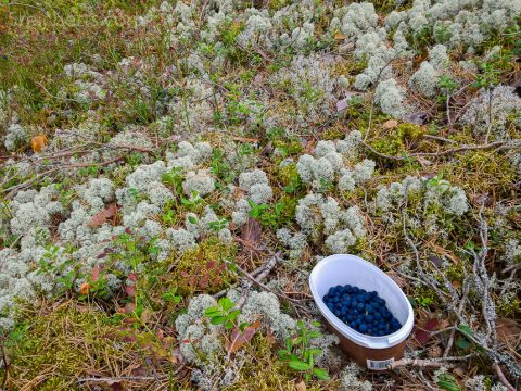 Leckere Blaubeeren