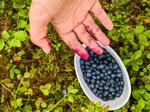 Leckere Blaubeeren