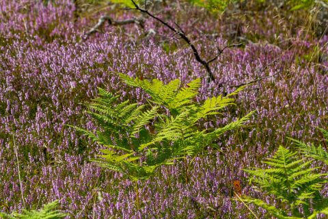 Farn und Heide