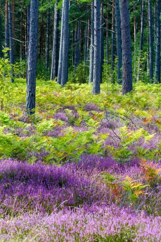 Heide im Wald in Farö