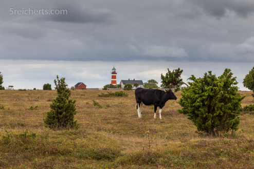 Eine Kuh vor dem Leuchtturm