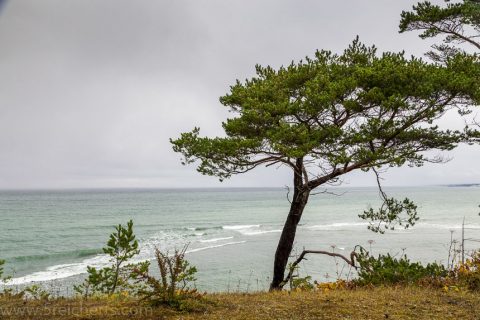 Baum im Regen
