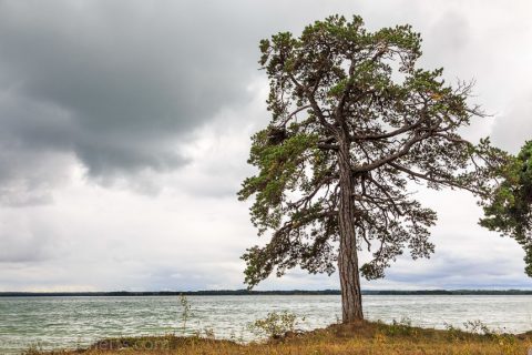 Ein Baum am See