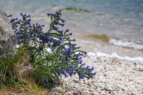Blümchen