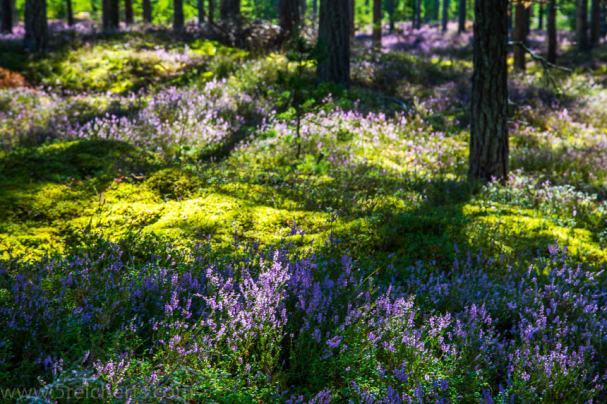 Heide im Wald in Farö