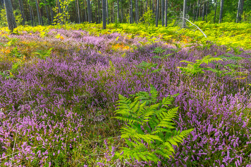 Heide im Wald in Farö
