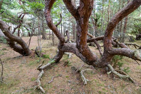 Die Bäume im Wald um den Leuchtturm haben Mühe gerade zu wachsen