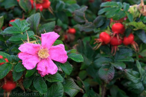Hagebuttenblüte